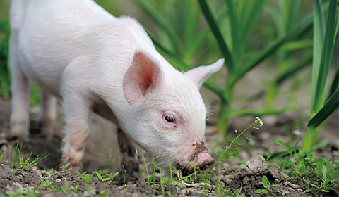 飼料化